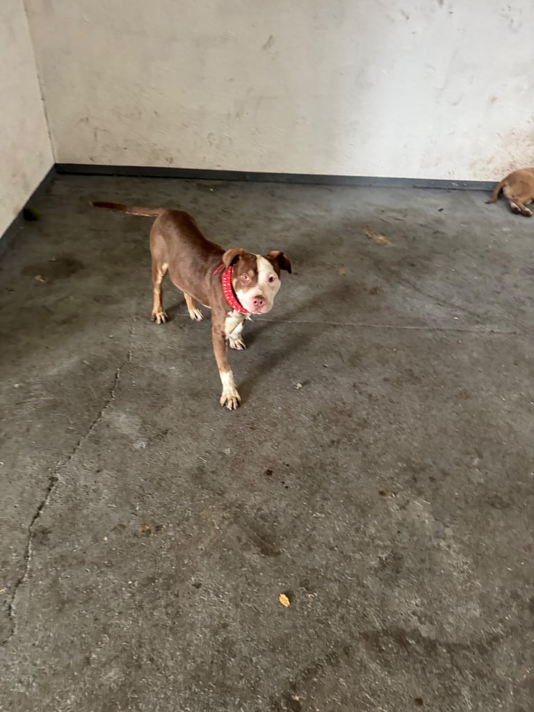 American bully Cross breed 