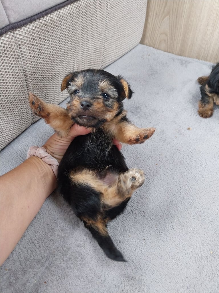 2 Yorkshire terror puppies 
