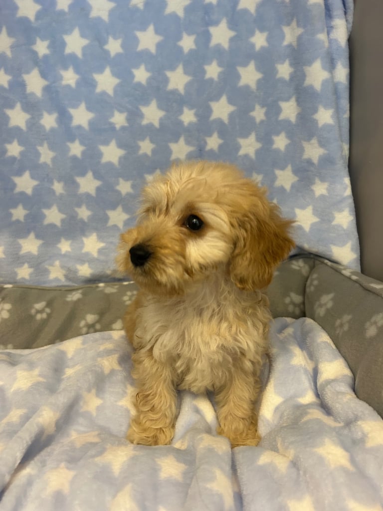 5 boy cockapoo puppies for sale