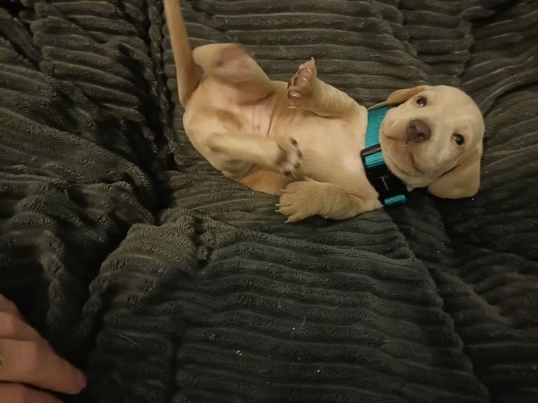 Miniature dachshund puppies 