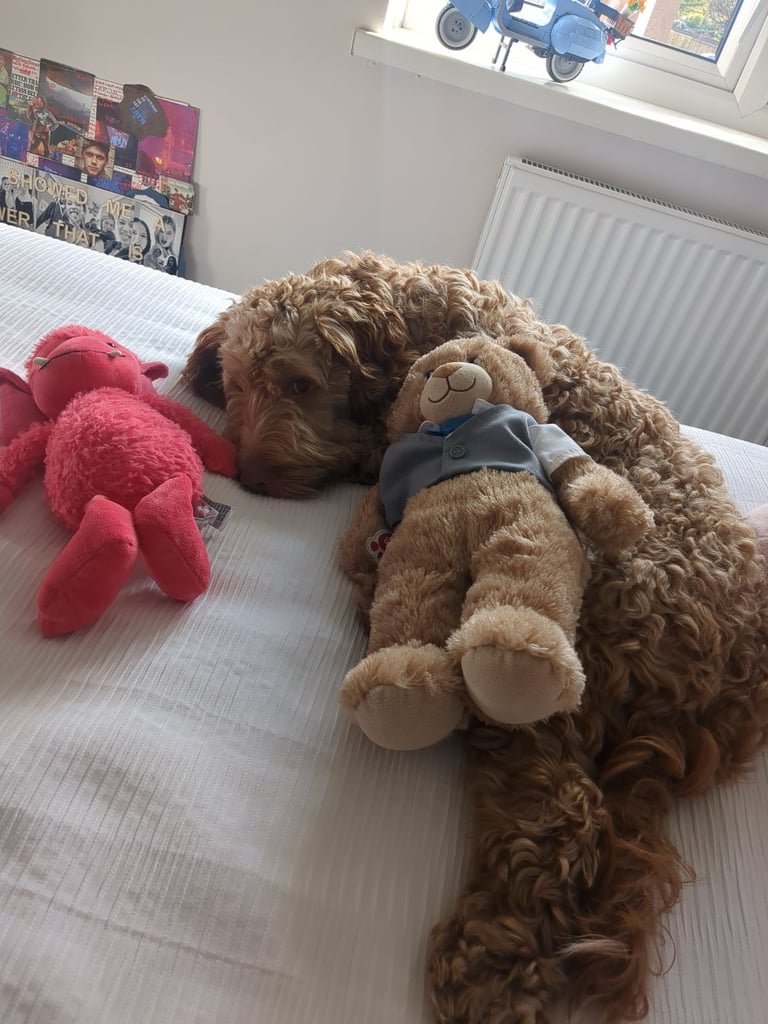Cockapoo