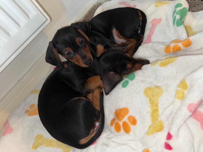 READY NOW Miniature dachshund Puppies