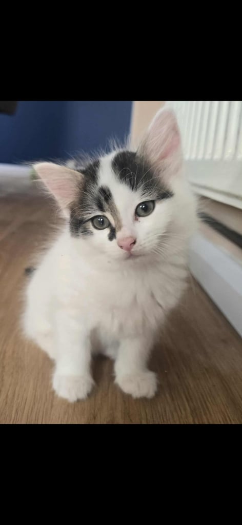 Kittens 
