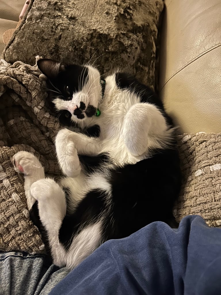 Beautiful tuxedo boy for sale