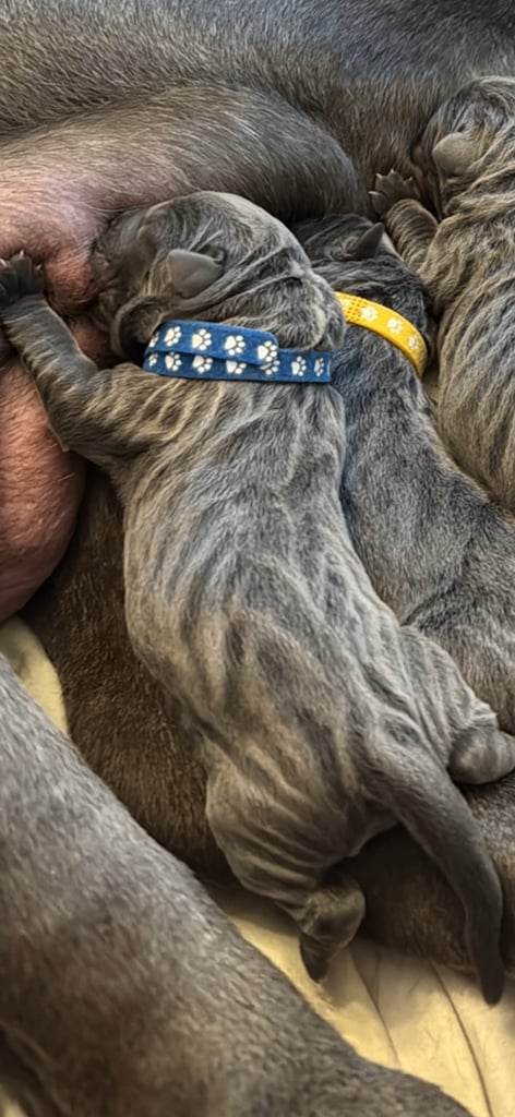 11 Neapolitan mastiff puppies for sale Newcastle 