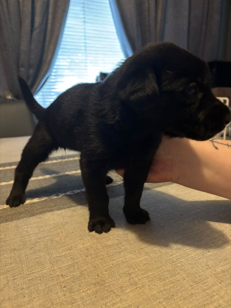 German Shepherd x Labrador puppies