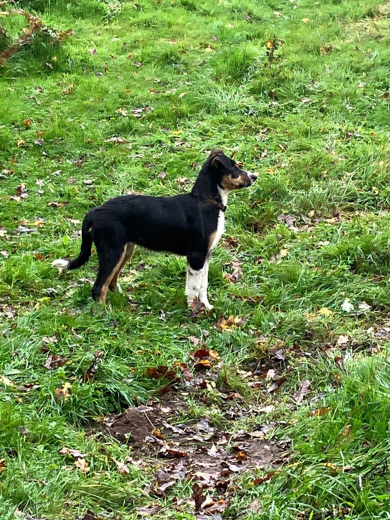 Tri colour smooth haired puppy 