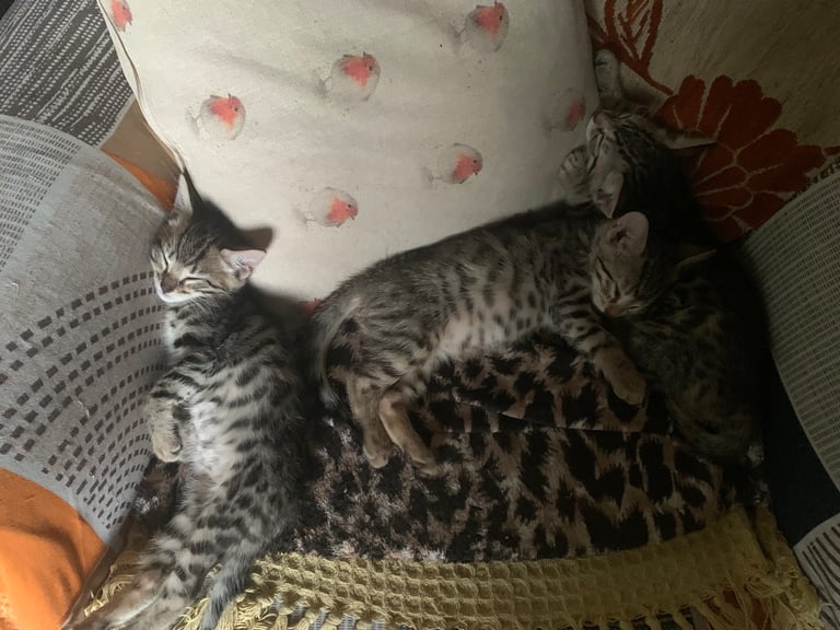 3 beautiful bengal kittens 10 weeks old 