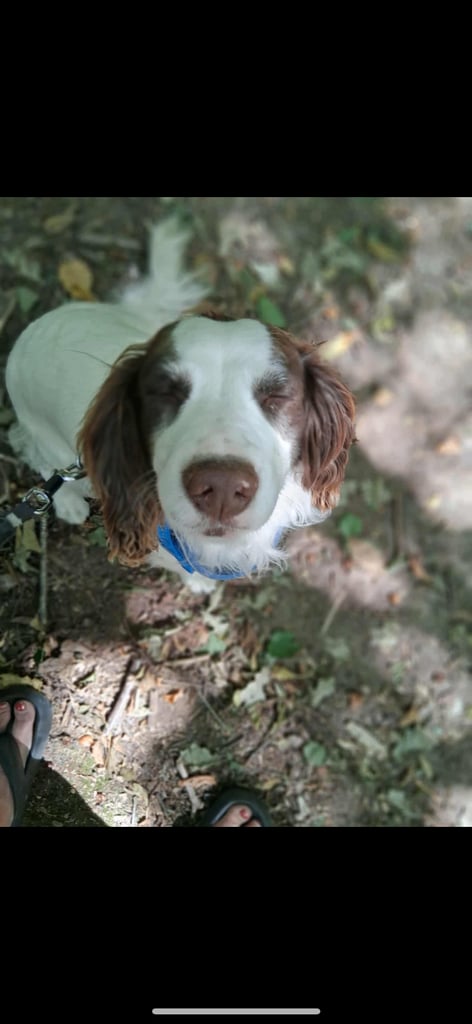 Sprocker spaniel female 