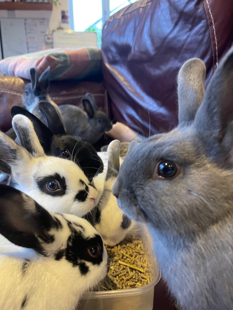 Gorgeous friendly 3 month old rabbits