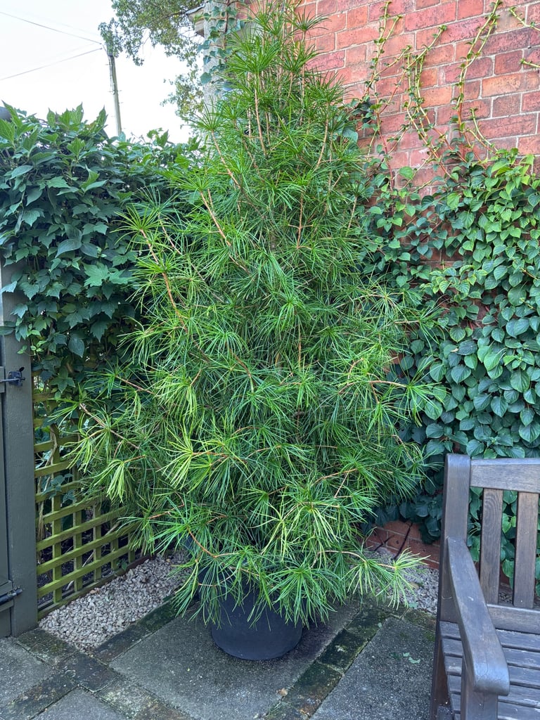 image for Sciadopitys Verticillata Japanese Umbrella Pine 
