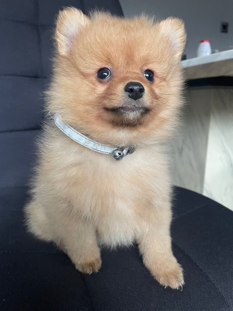 Beautiful Pomeranian puppies ready to go 