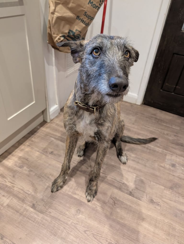 Lurcher
