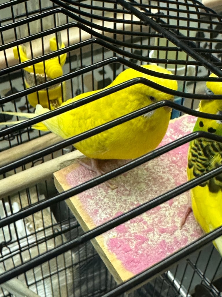 Three beautiful budgies FULL PACKAGE with big cage 