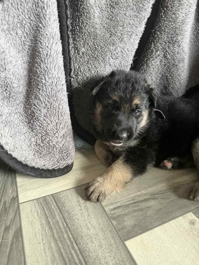 German shepherd pups 