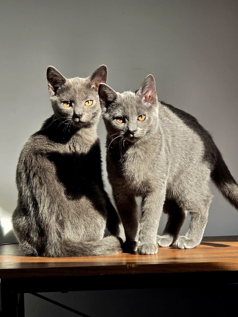 Russian Blue Kittens (only 2 left)