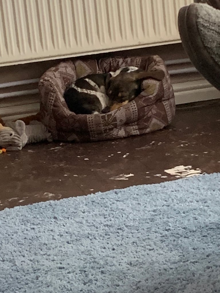 3year old miniature dachshund boy 