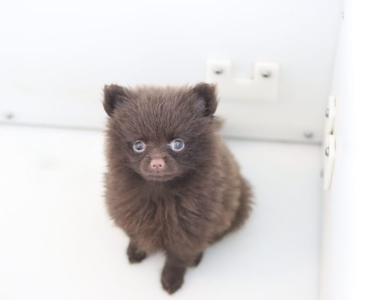 image for Pomeranian Puppies