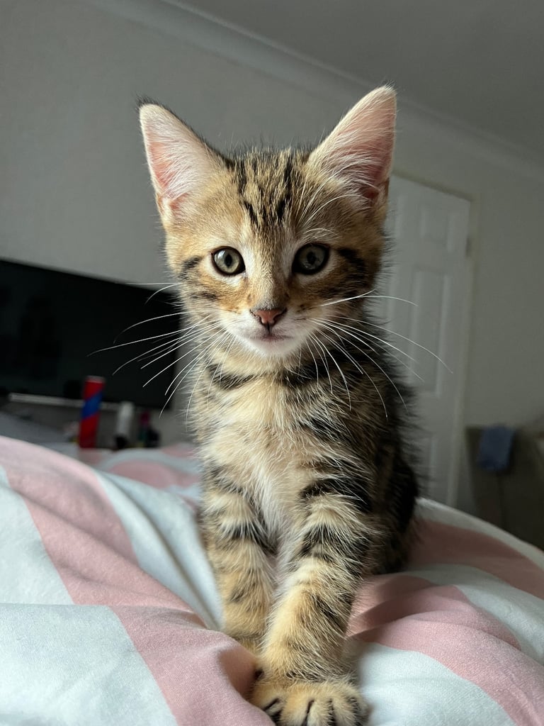 Quarter maincoone kittens 