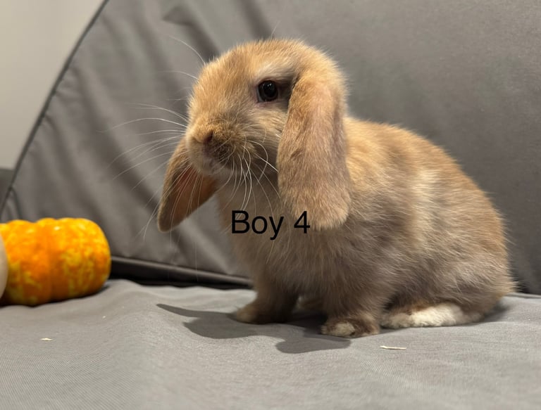 ⭐️ 1 mini lop boy ready to go!!