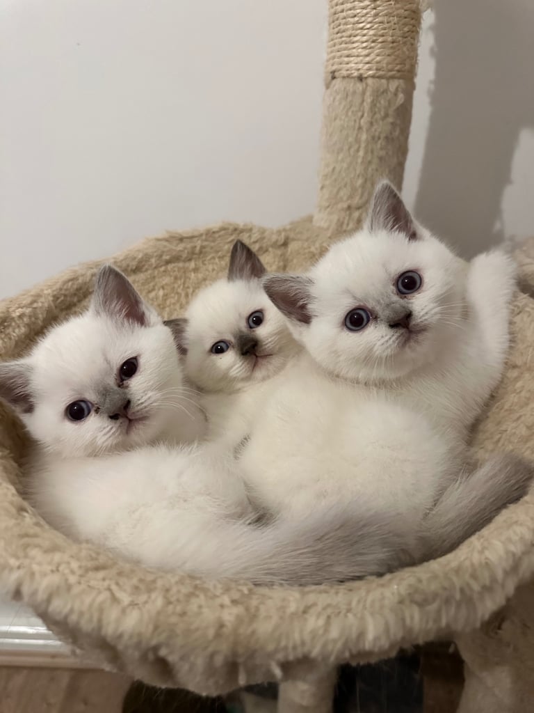 image for Beautiful British Short Hair Kittens 