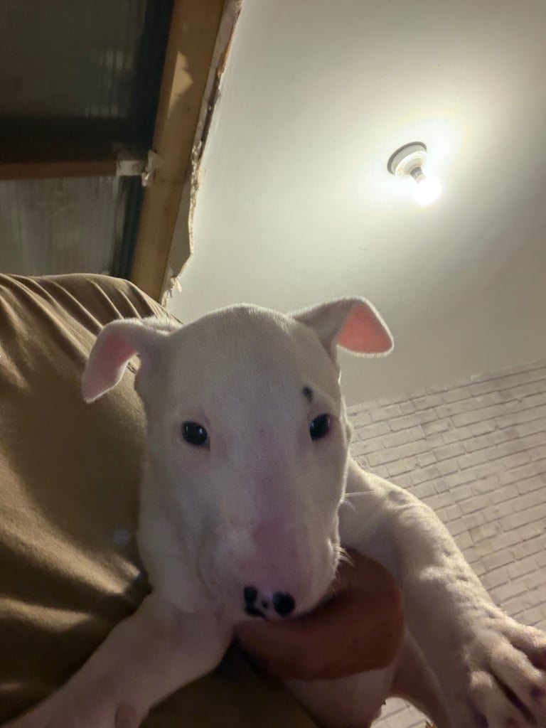 5 x English bull terrier pups