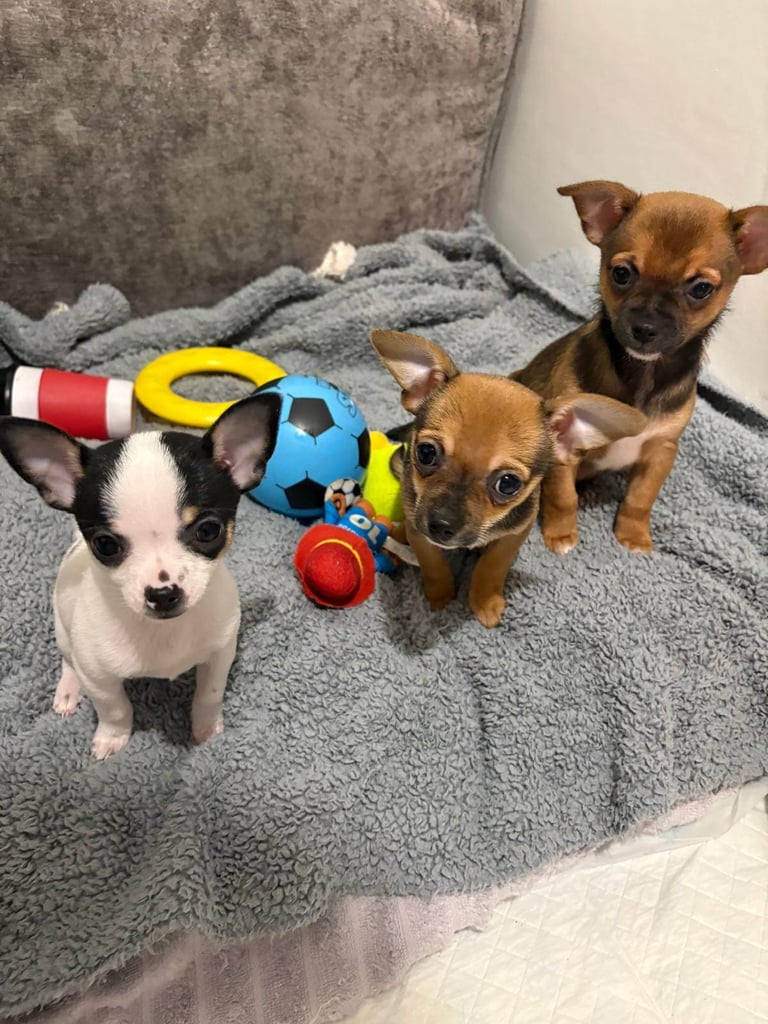 image for 3 beautiful puppies ready for their new home!