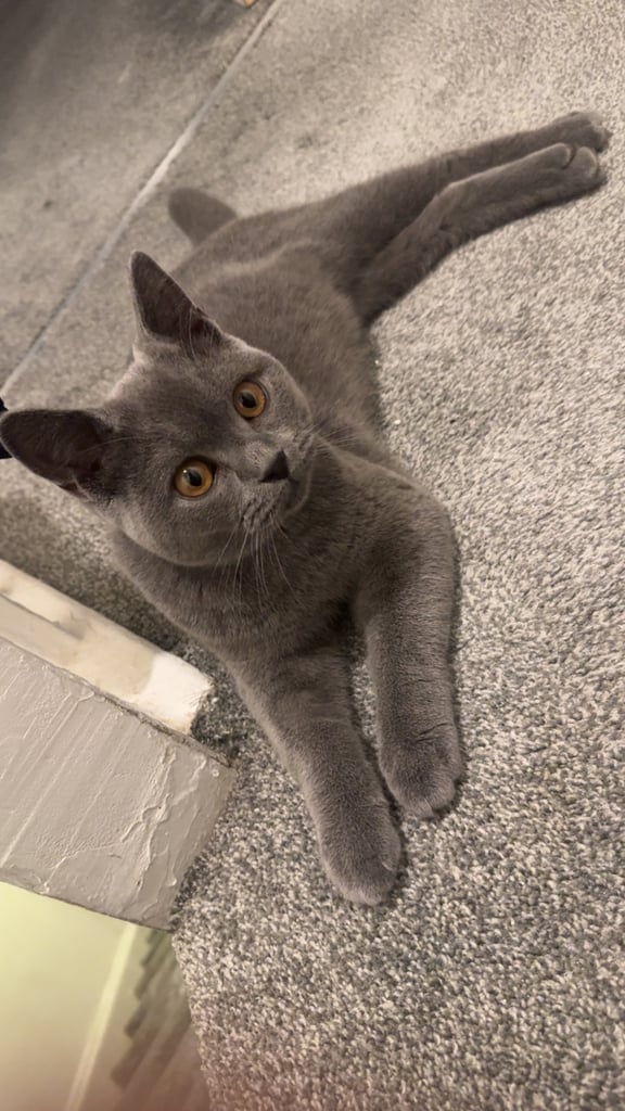 Cat 