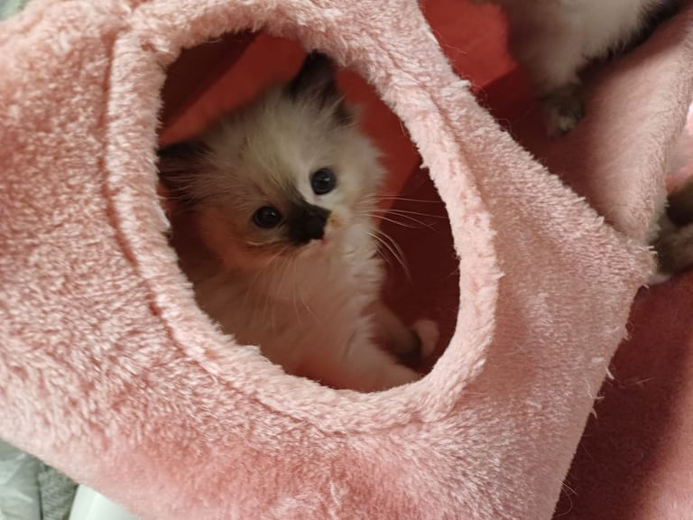 Ragdoll kittens 