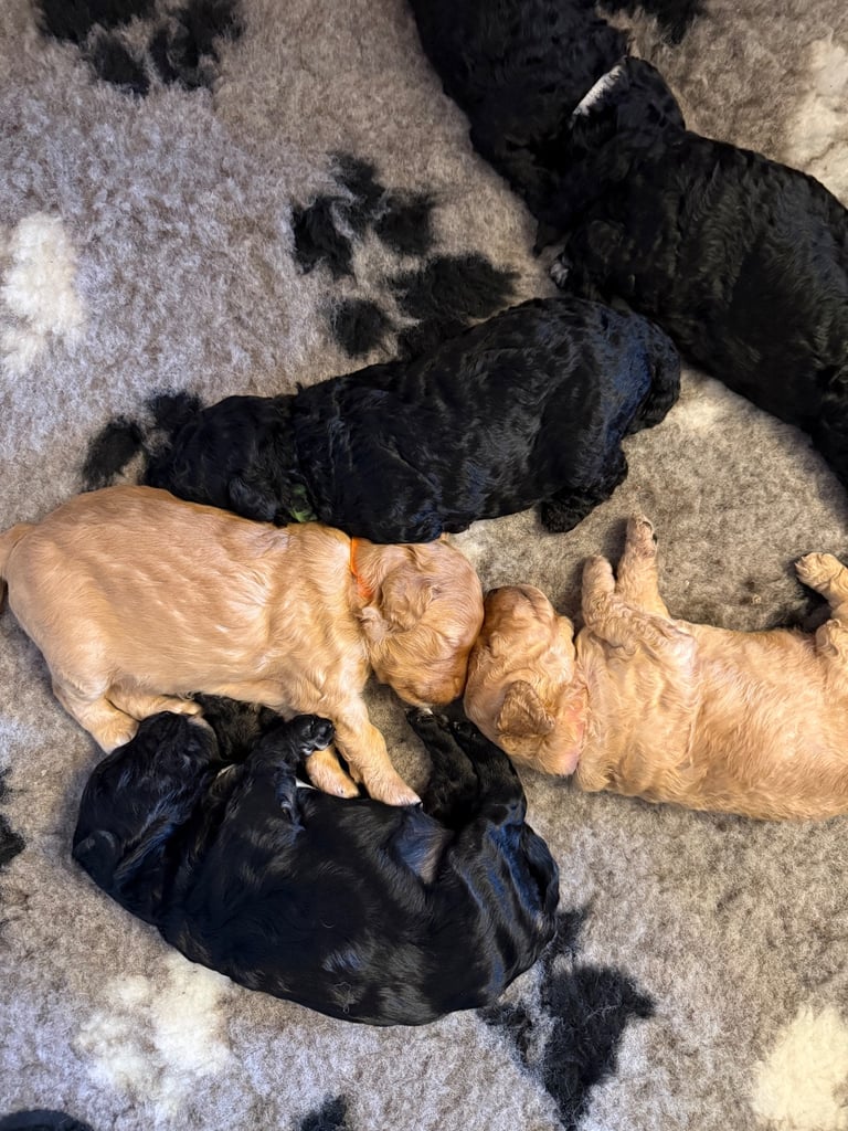 Cockapoo puppies 