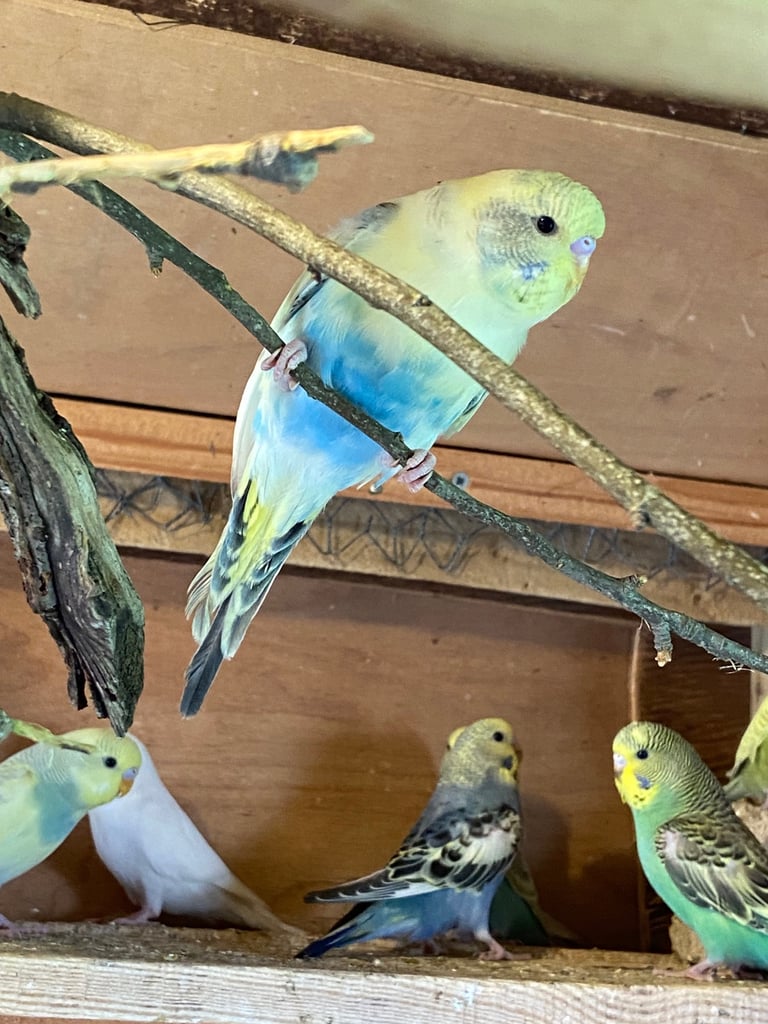 Baby budgies