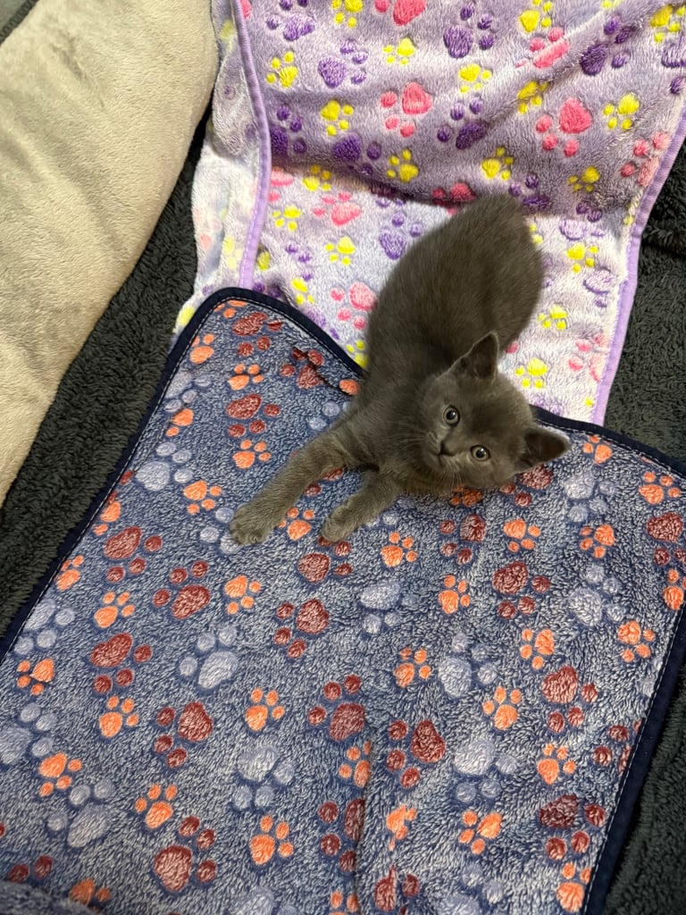 Ragdoll x British shorthair mix kitten 