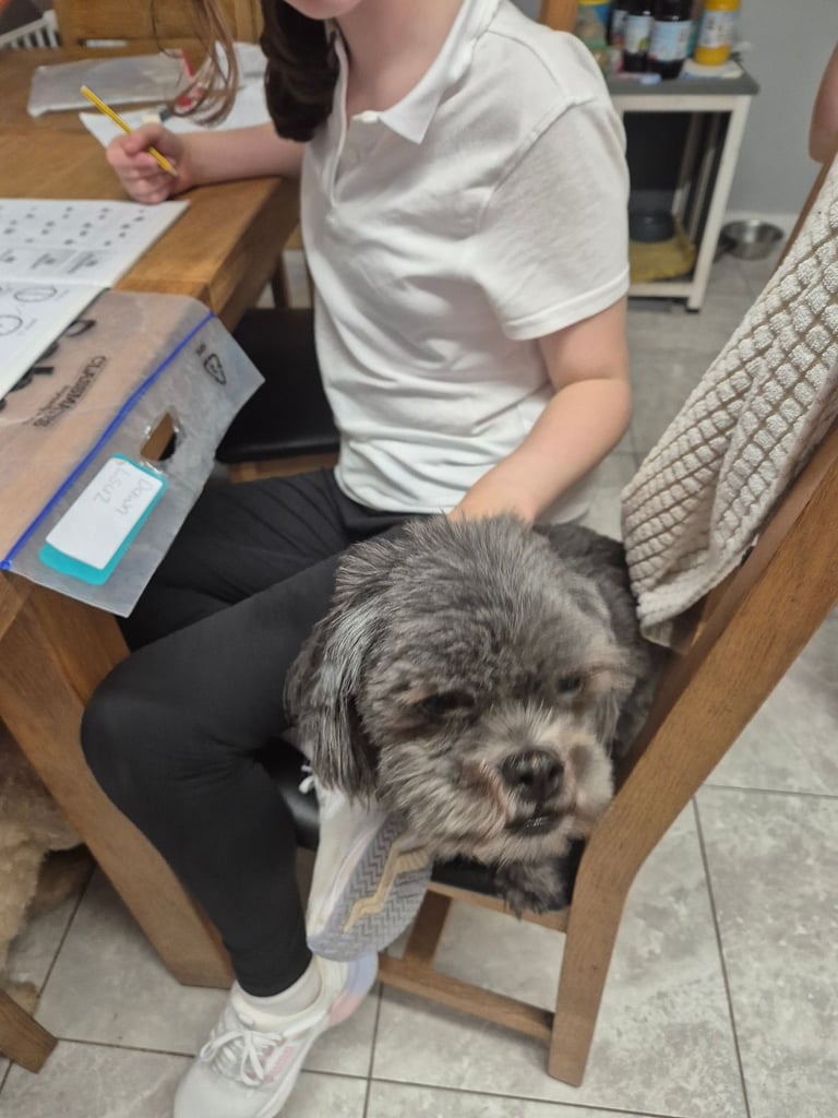 Pending collection Shih tzu x lhaso apso