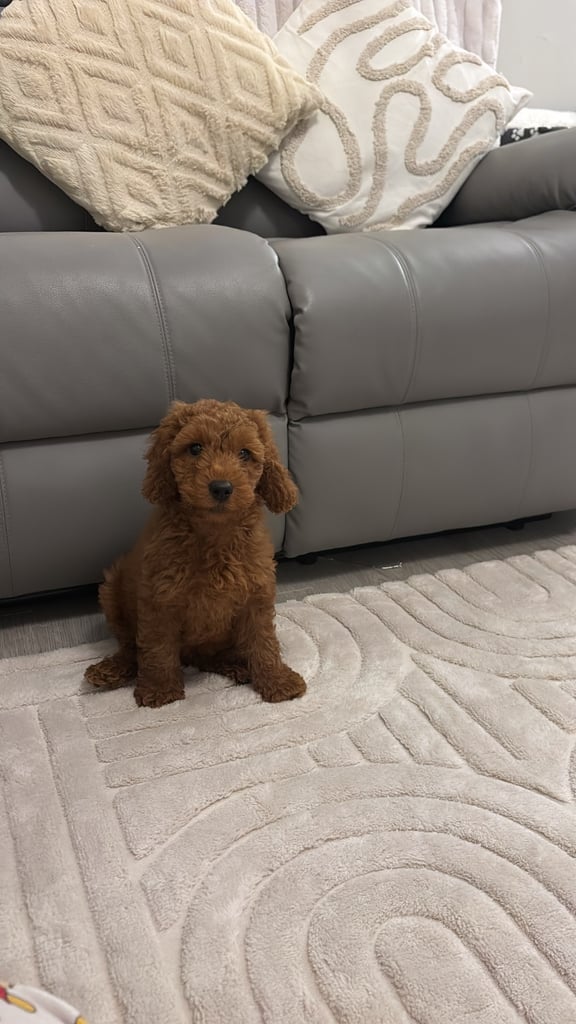 image for Cavapoo puppy