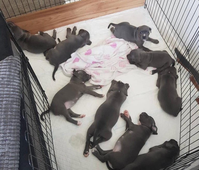 Blue Staffordshire bull terrier puppies 
