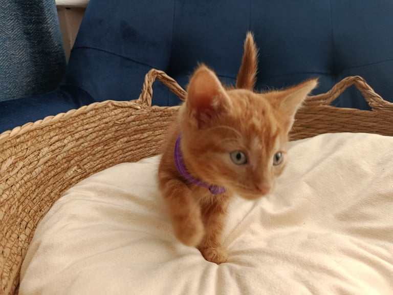 Adorable Kittens - domestic shorthair
