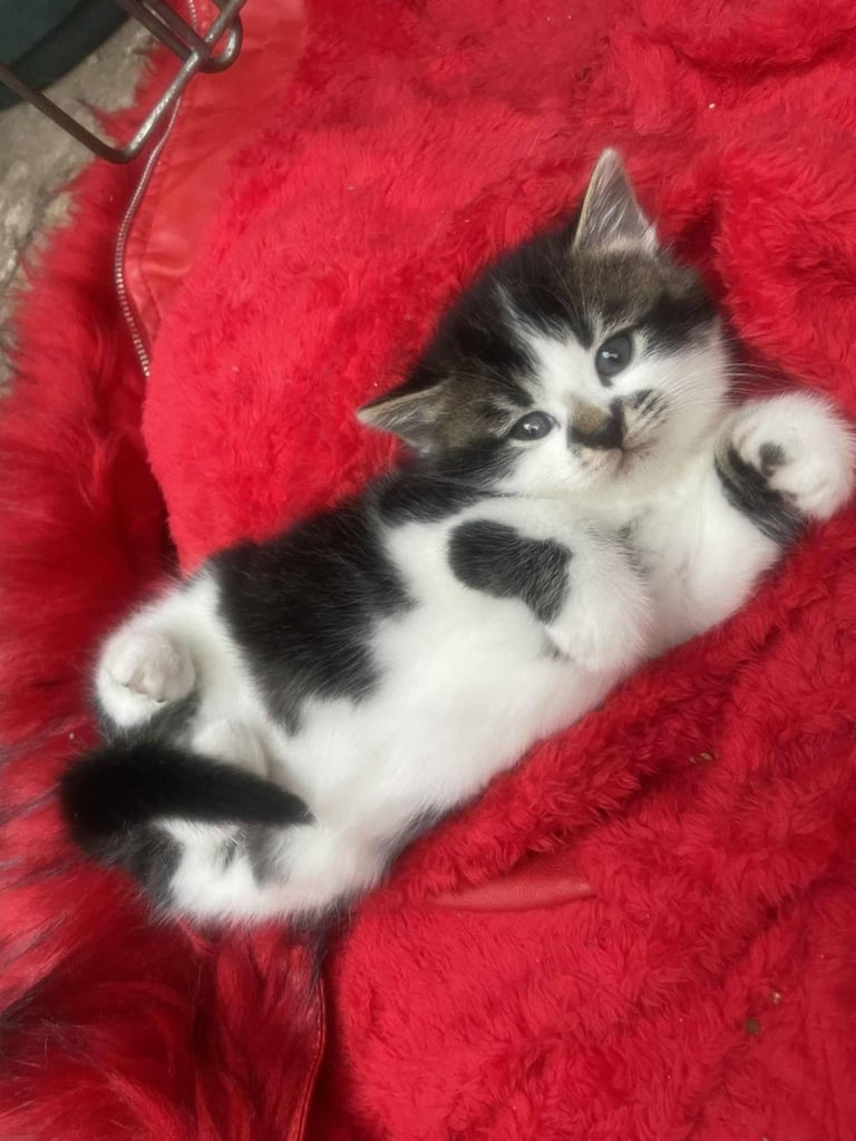 Gorgeous British Kittens For Sale 