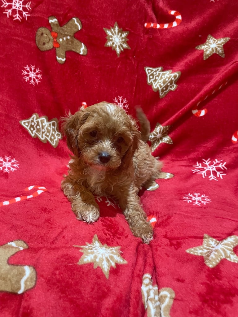 🐶🐶Beautiful fluffy Cavapoo puppies 🐶 🐶