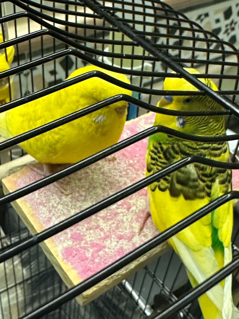 Three beautiful budgies FULL PACKAGE with big cage 