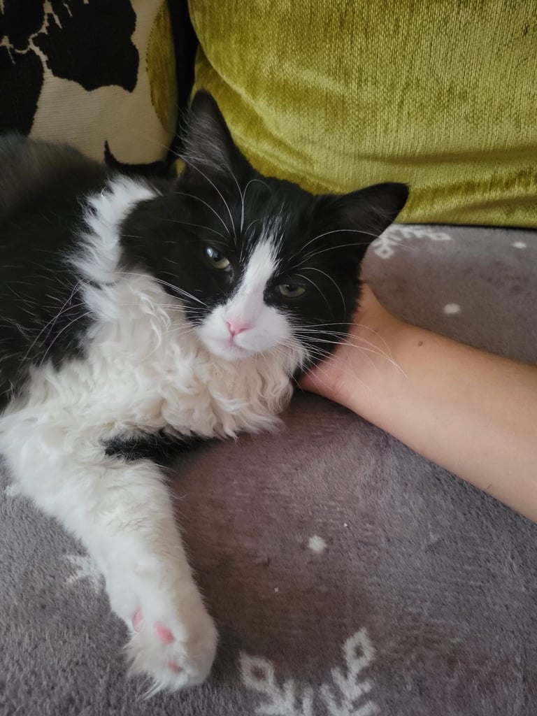 Kitten for sale