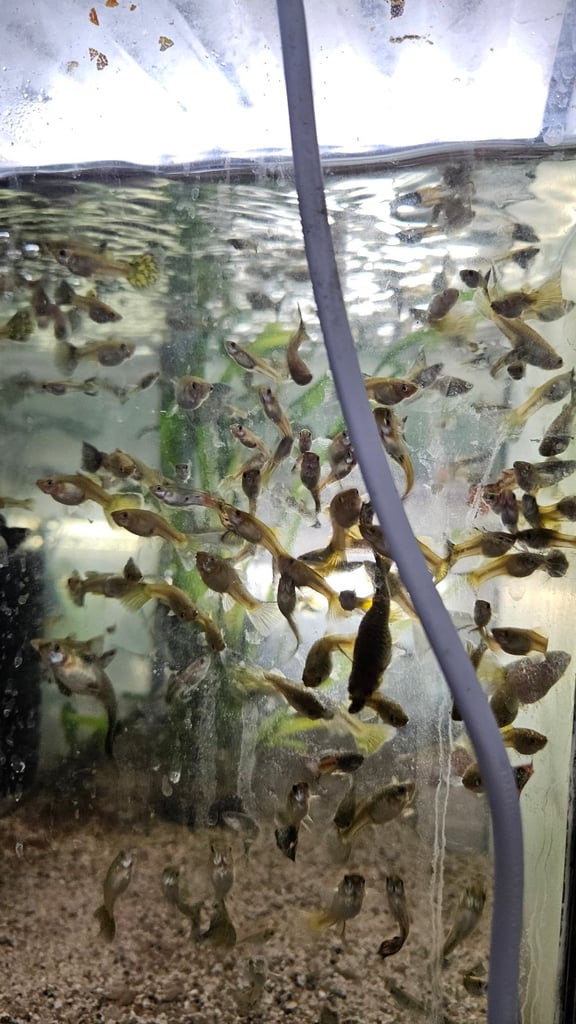 Red back manacapuru,Red head Geophagus, guppies 