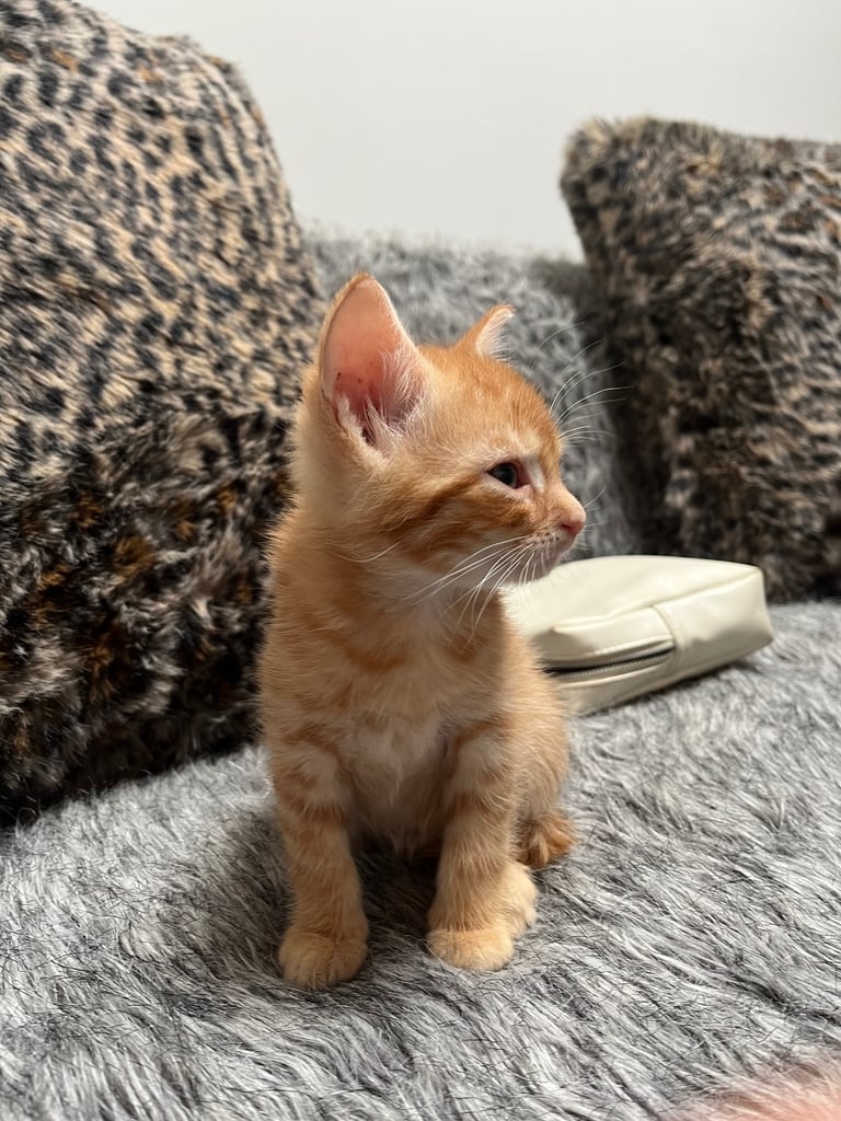 5 tabby kittens for sale 