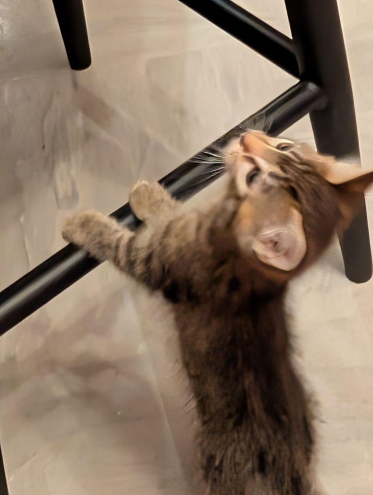 Stunning tabby kitten