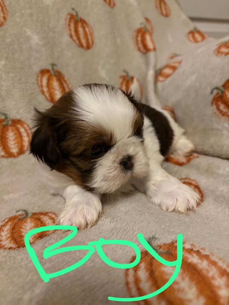Shih Tzu Pups 