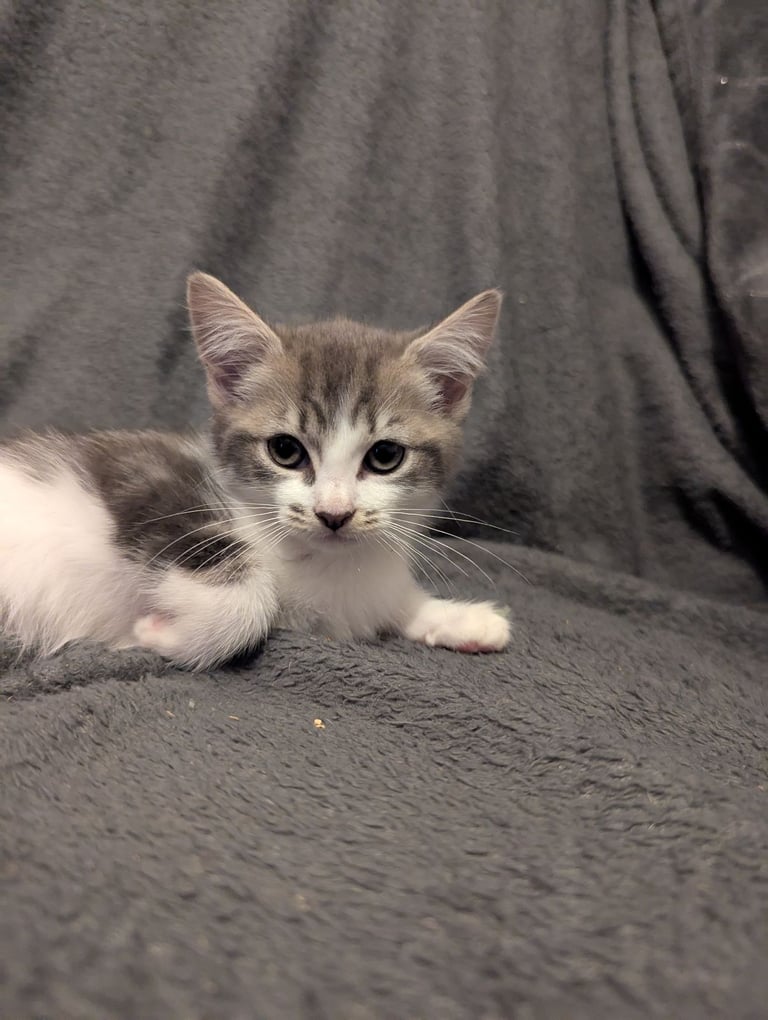 5 beautiful kittens ready for their forever homes