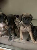 PDE clear pug puppies for sale ready now 