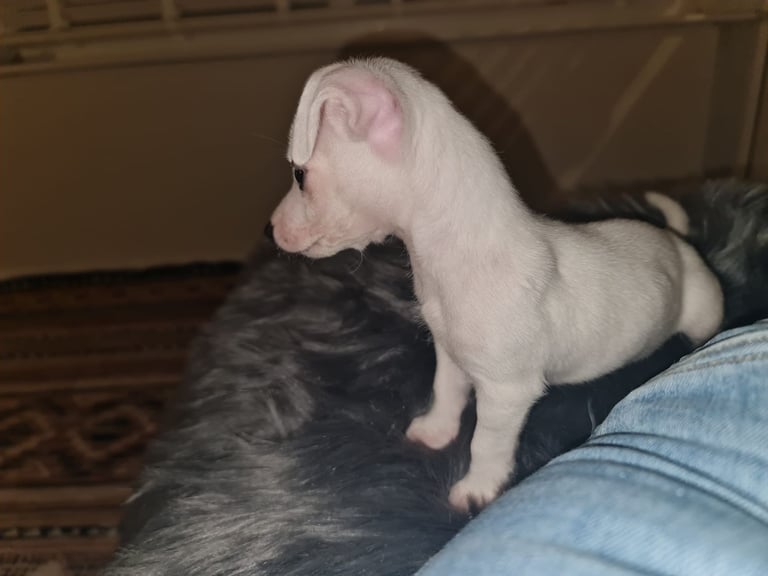 Miniture pomchi puppies 