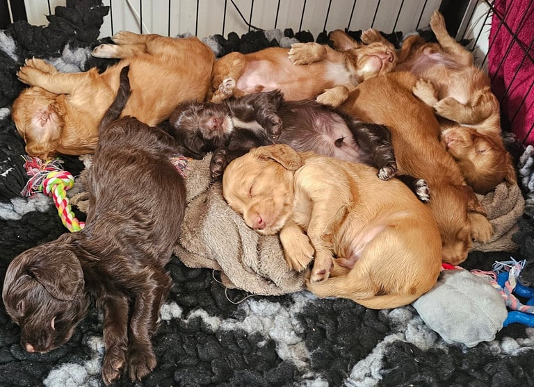 image for Cocker spaniel puppies