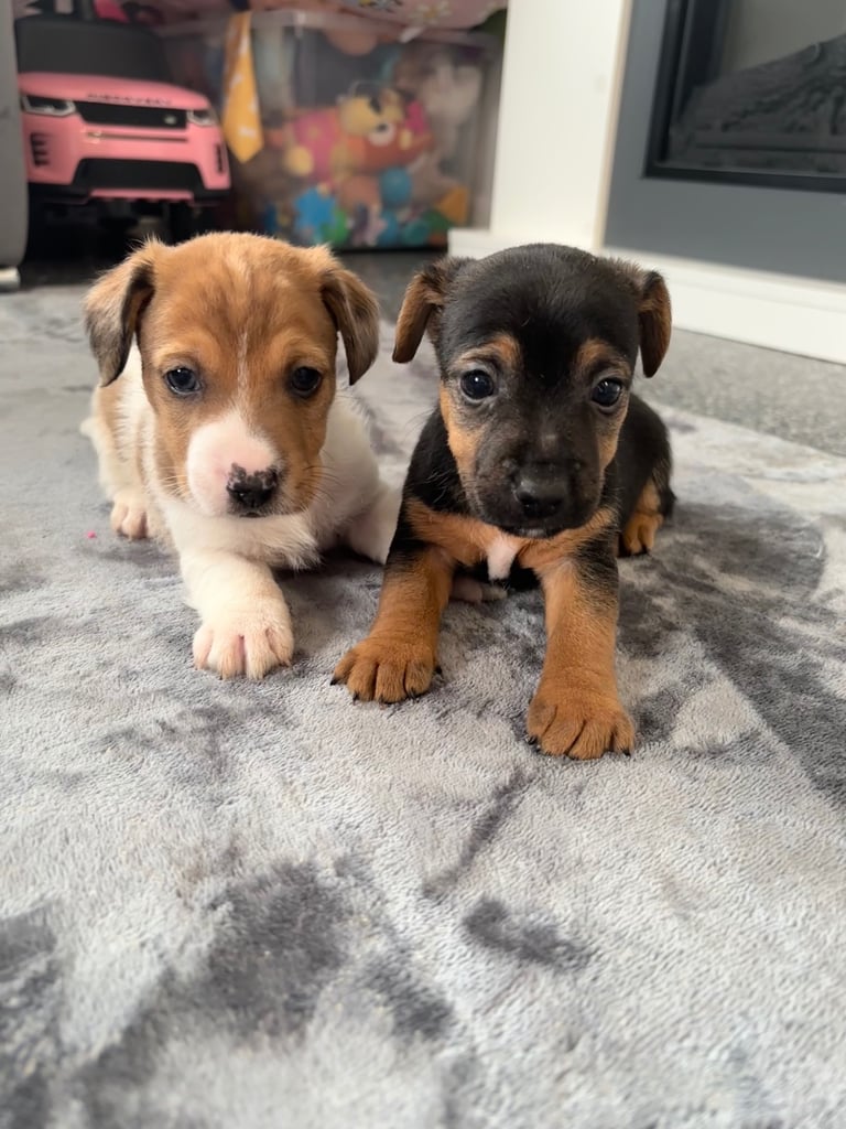 Beautiful green eyed boy left 