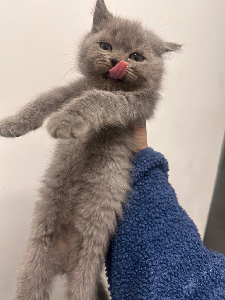 British short hair kittens 